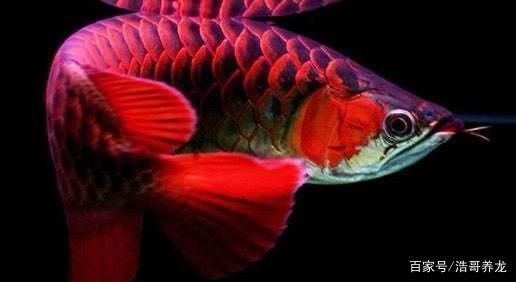 改良紅龍魚(yú)是什么意思：改良紅龍魚(yú)風(fēng)水寓意解析紅龍魚(yú)繁殖過(guò)程詳解