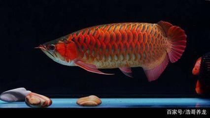 改良紅龍魚(yú)是什么意思：改良紅龍魚(yú)風(fēng)水寓意解析紅龍魚(yú)繁殖過(guò)程詳解