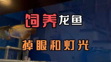 如何讓龍魚適應(yīng)燈光呢視頻：如何讓龍魚適應(yīng)燈光 龍魚百科 第1張