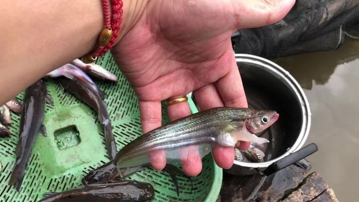 龍魚在原產地是食用魚嗎圖片：龍魚在原產地主要是食用魚，而非食用魚， 龍魚百科 第1張