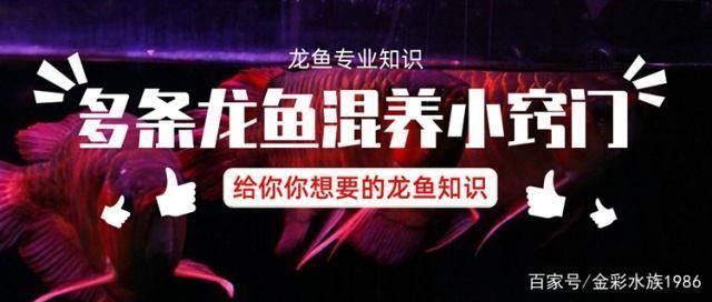 龍魚混養(yǎng)技巧圖解：如何進(jìn)行龍魚混養(yǎng)