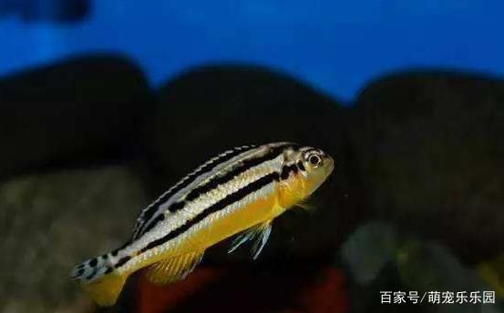 龍魚(yú)怎么燒：紅燒龍魚(yú)的家常做法 龍魚(yú)百科 第1張