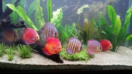 紅龍魚發(fā)色飼料效果如何：不同品牌紅龍魚飼料效果評測 龍魚百科 第3張