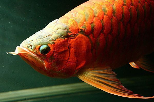 龍魚掉眼修復(fù)多少錢一條：龍魚掉眼修復(fù)的費(fèi)用