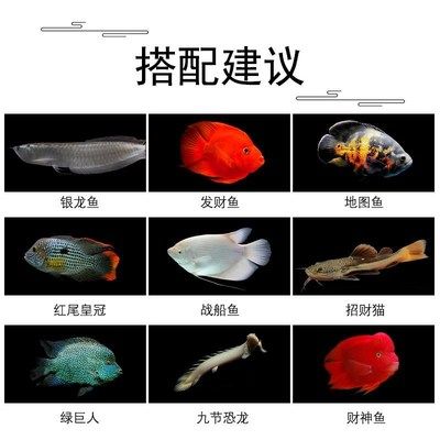 銀龍魚幼魚飼料營養(yǎng)搭配指南：銀龍魚幼魚飼料品牌推薦，銀龍魚幼魚飼料保存技巧 龍魚百科 第4張