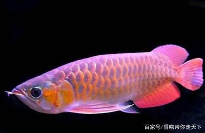 大紅龍魚是什么意思：大紅龍魚的寓意和象征 龍魚百科 第4張