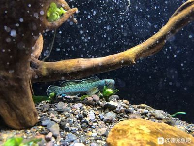 雷龍魚色彩形成原因：雷龍魚的色彩形成受生理變化、環(huán)境因素、飼養(yǎng)管理等多方面影響 龍魚百科 第1張