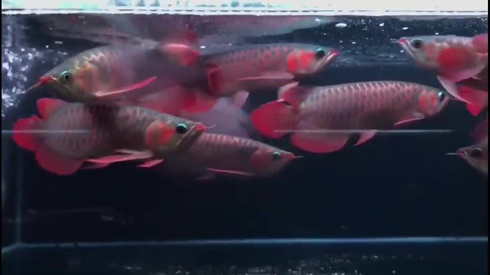 紅龍魚水族箱布置指南：紅龍魚水族箱布置指南提供水族箱有效的方法 龍魚百科 第5張