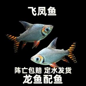 龍魚咬泰國鯽魚：如何判斷泰國鯽魚是否適合混養(yǎng)