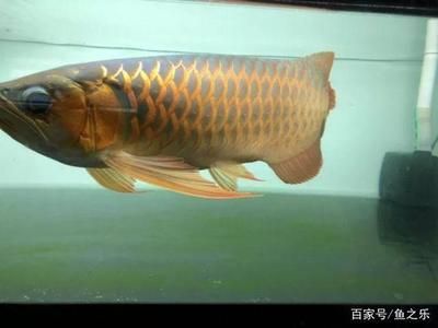 龍魚(yú)發(fā)色過(guò)程圖片欣賞視頻下載軟件：龍魚(yú)發(fā)色過(guò)程圖片欣賞 龍魚(yú)百科 第3張