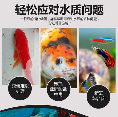 龍魚長期吃小金魚：關于龍魚長期吃小金魚的一些詳細信息 龍魚百科 第5張