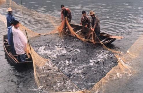 龍魚比賽冠軍特殊組：參加龍魚比賽冠軍特別組是否對龍魚的健康有特別的要求？ 水族問答 第2張