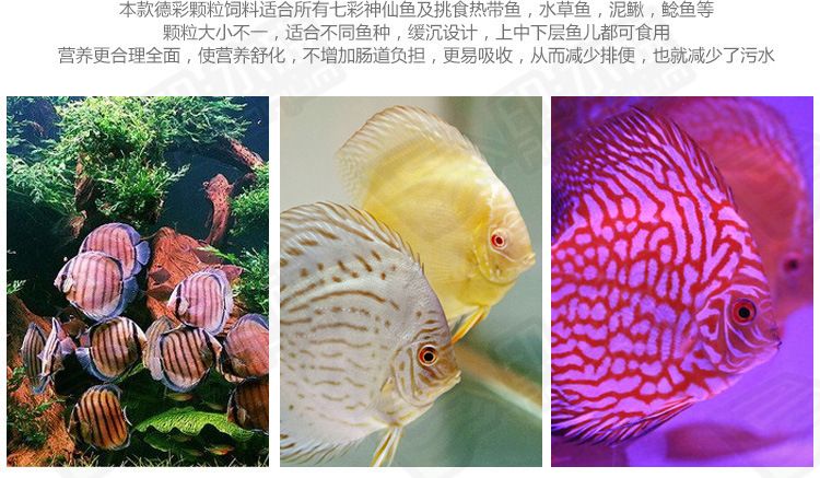 龍魚(yú)比賽規(guī)則：-回答：龍魚(yú)比賽的評(píng)判標(biāo)準(zhǔn)是什么，應(yīng)該如何處理 水族問(wèn)答 第1張