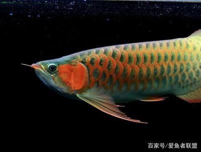 龍魚飼養(yǎng)技巧圖解：龍魚的飼養(yǎng)技巧 龍魚百科 第4張