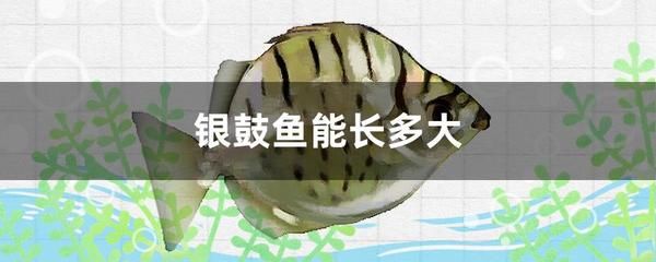 銀古魚苗活餌選擇標(biāo)準(zhǔn)：銀古魚苗專用活餌品牌推薦