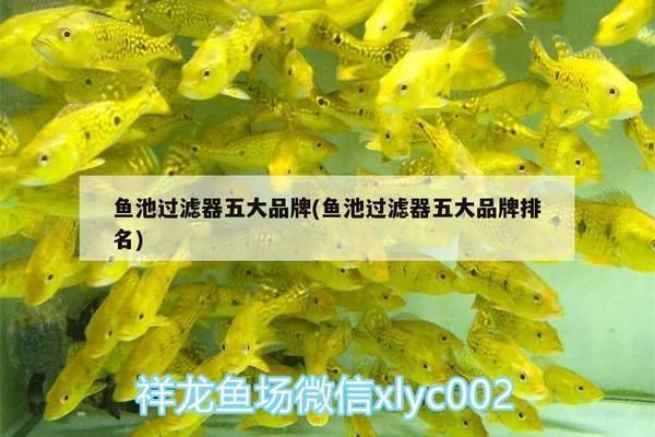 龍魚濾材哪個(gè)牌子好用又便宜耐用：龍魚濾材哪個(gè)牌子好用 龍魚百科 第3張