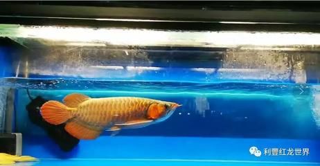 龍魚(yú)驚嚇撞缸掉鱗怎么辦：如何處理龍魚(yú)因驚嚇撞缸導(dǎo)致的掉鱗問(wèn)題 龍魚(yú)百科 第4張