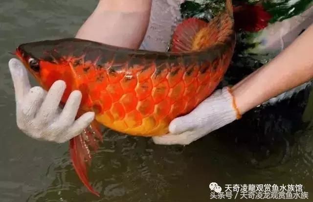 龍魚趴缸不吃食是什么原因：龍魚趴缸不吃食可能由多種因素引起 龍魚百科 第1張