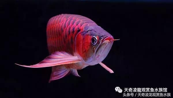 龍魚趴缸不吃食是什么原因：龍魚趴缸不吃食可能由多種因素引起 龍魚百科 第3張