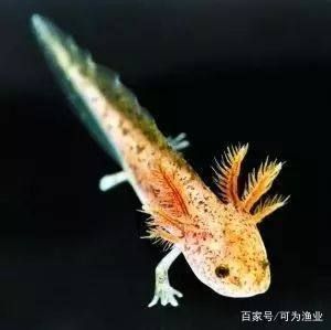 養(yǎng)六角恐龍魚能放石頭嗎視頻：養(yǎng)六角恐龍魚時可以放入石頭，但需注意選擇合適的石頭大小和數(shù)量 龍魚百科 第5張