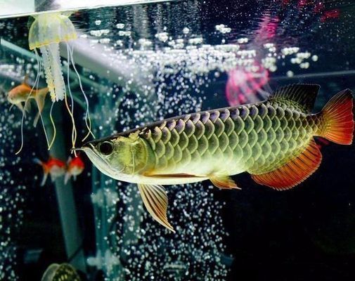 龍魚喜歡吃啥：龍魚喂食頻率調(diào)整方法， 龍魚百科 第2張