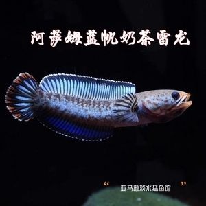 雷龍魚苗飼料推薦：德彩上浮性飼料是一款被推薦用于雷龍魚苗的飼料的優(yōu)點 龍魚百科 第3張