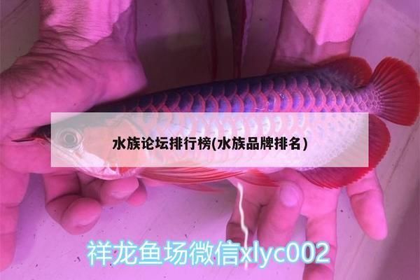 龍魚論壇哪個好：龍魚論壇介紹 龍魚百科 第5張