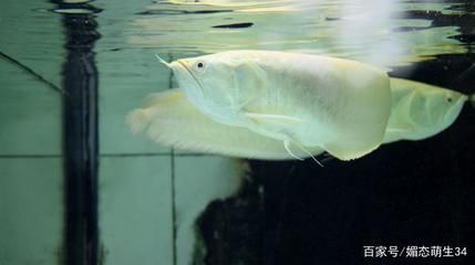 銀龍魚幼魚飼料喂養(yǎng)技巧：如何自制銀龍魚幼魚飼料銀龍魚幼魚混養(yǎng)注意事項 龍魚百科 第3張