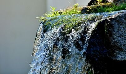 銀龍魚苗適宜的水草種類：銀龍魚苗水草配置技巧