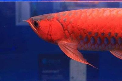 龍魚進食后多久能換水：新龍魚入缸換水注意事項新龍魚入缸換水注意事項 龍魚百科 第2張