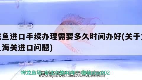 龍魚不愛吃東西：為什么龍魚不愛吃東西？ 水族問答 第2張