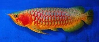 血紅龍魚(yú)與辣椒紅龍魚(yú)區(qū)別：血紅龍魚(yú)與辣椒紅龍魚(yú)的區(qū)別 龍魚(yú)百科 第5張