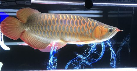 龍魚(yú)一次喂多少為宜：龍魚(yú)一次喂多少為宜并沒(méi)有一個(gè)固定標(biāo)準(zhǔn)，龍魚(yú)的喂養(yǎng)建議 龍魚(yú)百科 第5張