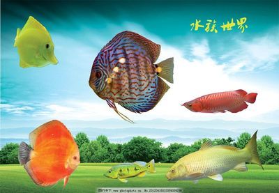 龍魚是熱帶魚魚嘛還是海魚：如何區(qū)分金龍魚和紅龍魚 龍魚百科 第1張