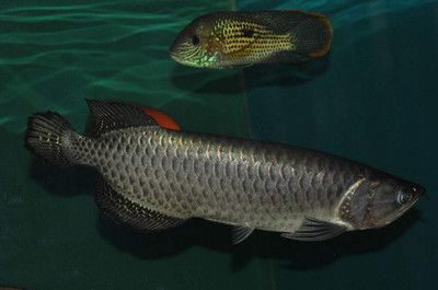 星點龍魚喂食頻率指南：星點龍魚喂食頻率應(yīng)根據(jù)其活動水平和水質(zhì)狀況靈活調(diào)整 龍魚百科 第4張