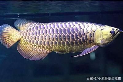 龍魚(yú)能吃多大的魚(yú)卵：“龍魚(yú)能吃多大的魚(yú)卵”是關(guān)于龍魚(yú)卵的相關(guān)內(nèi)容以供參考 龍魚(yú)百科 第5張