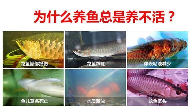 龍魚養(yǎng)不活：如何檢測龍魚飼料質(zhì)量，龍魚養(yǎng)殖環(huán)境要求，防止龍魚疾病的方法 龍魚百科 第3張