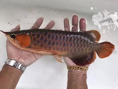 龍魚(yú)蒙眼一直不好怎么治：龍魚(yú)蒙眼病因及預(yù)防