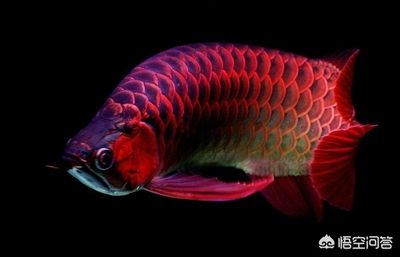 龍魚(yú)蒙眼一直不好怎么治：龍魚(yú)蒙眼病因及預(yù)防