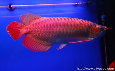 龍魚一般長多大：龍魚生長速度與品種有關(guān)，龍魚的生長速度與品種有關(guān) 龍魚百科 第1張