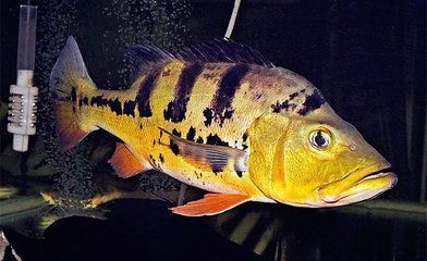 申古三間魚(yú)的選購(gòu)指南：申古三間魚(yú)的繁殖技巧如何鑒別申古三間魚(yú)的性別 龍魚(yú)百科 第2張