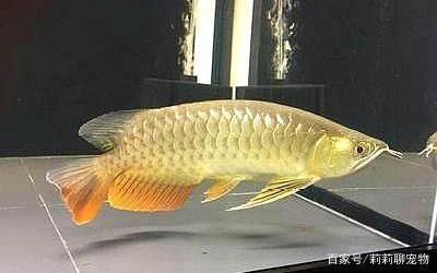 龍魚用什么燈光最好養(yǎng)：紅龍魚燈光選擇技巧，金龍魚燈光照射時(shí)間如何控制 龍魚百科 第4張