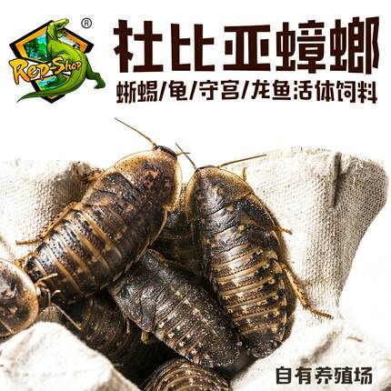 龍魚吃啥能變色?。喝绾闻袛帻堲~食物新鮮，紅龍魚暗環(huán)境布置技巧 龍魚百科 第5張