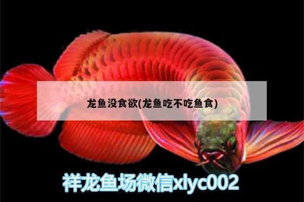 金龍魚不吃魚食vs祥龍魚場：金龍魚不吃魚食怎么辦 vs祥龍魚場 第5張