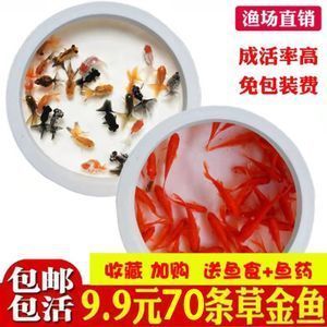 金龍魚問(wèn)題vs祥龍魚場(chǎng)：金龍魚問(wèn)題與“祥龍魚場(chǎng)”的相關(guān)問(wèn)題集中在以下幾個(gè)方面