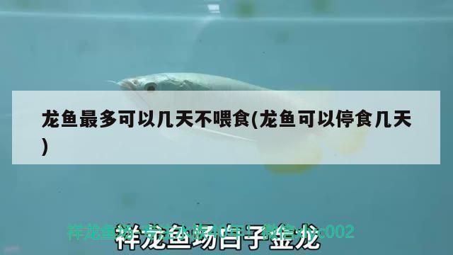 龍魚長(zhǎng)途運(yùn)輸前要停食幾天：龍魚長(zhǎng)途運(yùn)輸前的停食時(shí)間