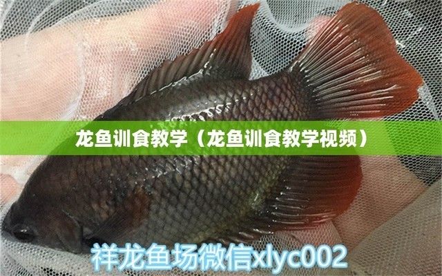 龍魚訓(xùn)食教學(xué)反思簡(jiǎn)短版：龍魚訓(xùn)食失敗案例分析 龍魚百科 第3張