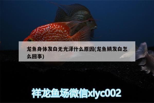 龍魚發(fā)白是什么原因?qū)е碌哪豽s祥龍魚場(chǎng)：導(dǎo)致龍魚發(fā)白的幾種原因 vs祥龍魚場(chǎng) 第1張