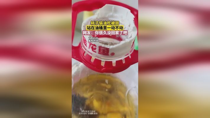 六角龍魚吃啥飼料vs祥龍魚場(chǎng)：六角龍魚飼料品牌推薦 vs祥龍魚場(chǎng) 第5張