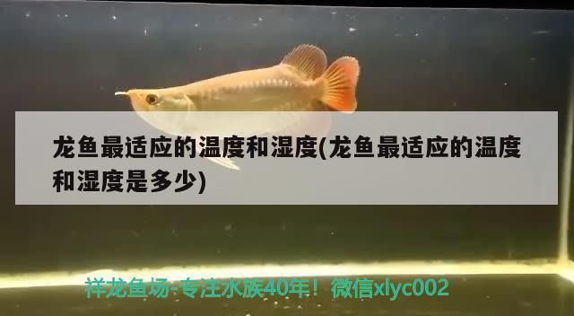 龍魚缸最佳溫度和濕度是多少vs祥龍魚場：龍魚缸的最佳溫度和濕度和濕度對于養(yǎng)魚來說至關重要